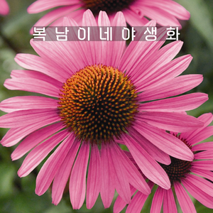 에키네시아 프리마돈나 핑크 [4포트 복남이네야생화 모종 에키나세아 echinacea], 4개