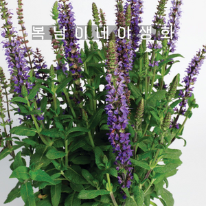살비아 메를로 블루 [4포트 복남이네야생화 모종 허브 깨꽃 샐비어 세이지 sage], 4개
