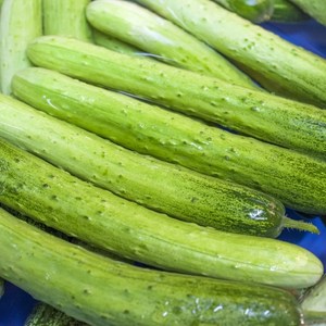 최고급특수품종 명품 백다다기 백오이, 1박스, 1kg 내외(옵션1)