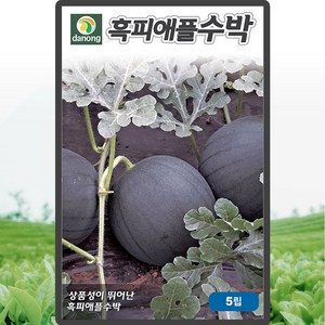 다농 흑피애플수박 씨앗 5립 흑피 애플수박씨 종자, 1개