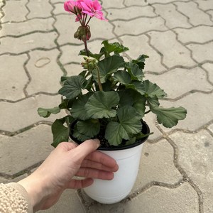 (가든테라스) 제라늄 중품, 1개