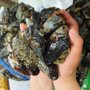 방금 조업한 세척된 싱싱한 홍합 조개 담치 섭이 3kg Mussels, 1박스, 양식홍합 6kg(양식O,자연산X, 키로에 90미)