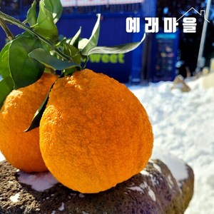 예래마을 제주 뎅유지 댕유자 3kg 혼합과, 1개