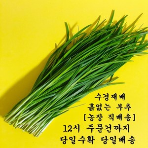 (쌈바쌈바) 산지 직배송 수경 재배 부추 [국산:경남고성군], 1박스, 1kg