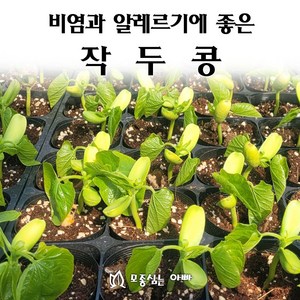 [모종심는아빠] 비염과 알레르기에 좋은 작두콩 모종, 모종3컵, 1개