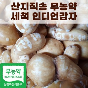 산지직송 국내산 세척 인디언감자 아피오스 콩감자, 1박스, 1kg(특)