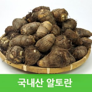 국내산 토란10kg 알토란 웰빙푸드 싱싱지오, 알토란(특품)10kg, 1개