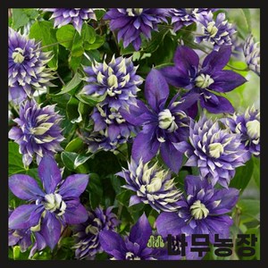 (나무농장) 클레마티스(크레마티스) 타이가 10cm 포트, 1개, 1개