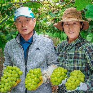 영주 단산 포도 고당도 샤인머스켓 설 선물용, 1박스, 2kg(2~3송이)