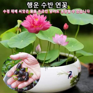 연꽃 씨앗 관상용 다양한 형태 수경식물 실내식물 아름다운 연꽃 행운 수반 연꽃, 120립