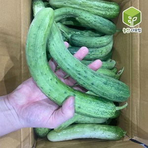 국내산 못난이 보통 백오이 백다다기오이 10kg, 1개