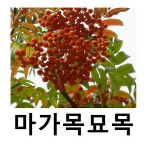 마가목나무 묘목 키150cm 개별택배, 1개