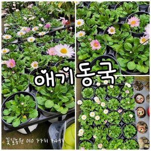 애기동국 0010 특 공기정화식물/미세먼지/공기정화효과 공기정화식물, 1개