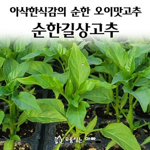 [모종심는아빠] 아삭한식감과 순한 오이맛이 나는 순한길상고추 모종, 3개