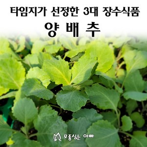 [모종심는아빠] 타임지가 선정한 서양3대 장수식품 양배추, 모종72개(트레이한판), 1개