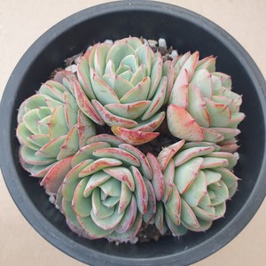 [수암다육] 피치스앤크림 랜덤발송 Echeveria 'Atlantis' 랜덤발송 다육 다육이 다육식물 아틀란티스, 1개