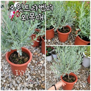 스윗트 라벤더 외목대 003 특랜덤 공기정화식물/미세먼지/공기정화효과 공기정화식물, 1개