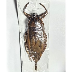 (Lethoceus gandis) 그란디스태국물장군 [Q-19-8] 곤충표본, 70~100mm 내외, 1개