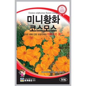 [모종심는아빠] 작은 키에 진한 오랜지색 미니황화 코스모스 꽃씨 50립, 1개