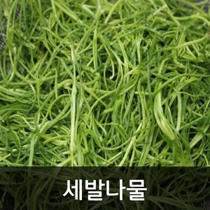 약수농장 세발나물 4kg 1박스 4kg