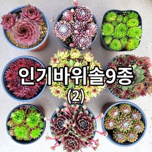 바위솔 9종+1(사은품)세트 Ver02/ 방수라벨 이름표 첨부 /분채배송 월동다육 꽃과정원이야기-, 혼합색상, 1개