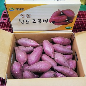 영암 명품 꿀고구마, 10kg(대), 1개