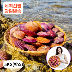 1급청정해수 통영 가리비 홍가리비 산지직송, 1박스, 5kg (특품)