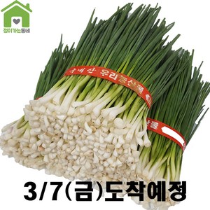 국내산 깐쪽파 쪽파 파 1단 (약1Kg), 1kg, 1개