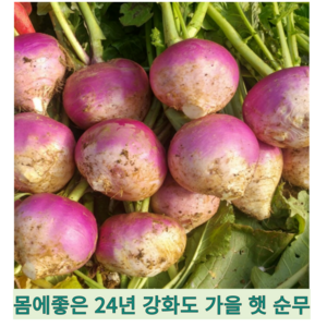 [국내산] 강화도 산지직송 24년 노지 가을 햇 강화 순무 순무김치, 1개, 10kg