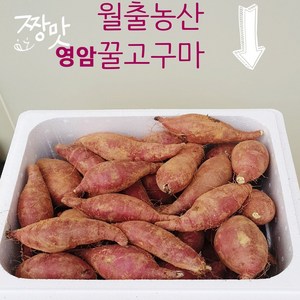 영암꿀고구마 10kg 농장직거래 아이스박스 발송 꿀고구마 10kg 월출농산 영암 꿀고구마 10kg 고구마 10kg, 8.꿀고구마 왕왕보다큰거(진짜 왕왕사이즈)