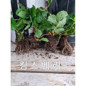 킹스베리 모종 10주, 10개