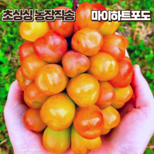 [재구매폭주] 탱글탱글 마이하트포도 당도선별 하트 포도, 1박스, 2kg(마이하트포도)