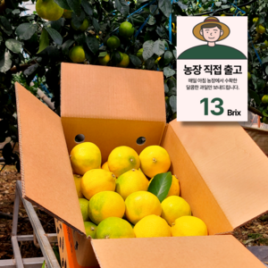 제주 직판 13bix 황금향 감귤, 1박스, 5kg