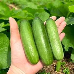 [최상급원물] 재구매율1위 국내산 미니오이 스낵오이, 1박스, 500g