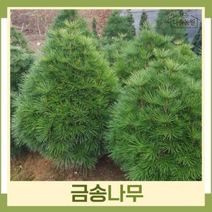 금송나무 묘목 키60~70cm 1개