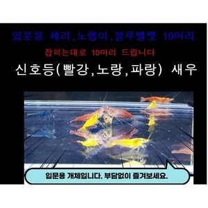 신호등새우 [10마리] (빨강 노랑 파랑), 1개, 10g