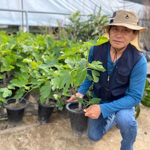 무화과나무 묘목 3년생 화분묘 (결실주), 3년생 화분묘 결실주, 1개