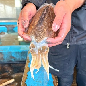 태안 신진도 활갑오징어 생갑오징어 자연산 갑오징어, 1박스, 2kg(손질)