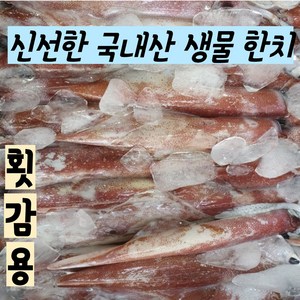 국내산 신선한 한치 횟감용 (생물) 1kg, 1개