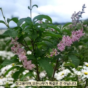 목하원예조경 라일락나무 (미스김라일락) 개화주분묘, 1개