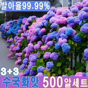 [생존율&발아율99.99%]1+1/2+2/3+3 수국 나무 씨앗 수국 조화 수국 묘목 수국꽃 수국 키우기 수국 꽃말, 6개