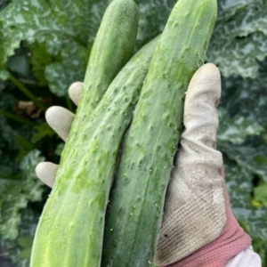 [아삭아삭재구매율1위] 백다다기 백오이 오이 특품, 1개, 옵션 1 1kg 특품