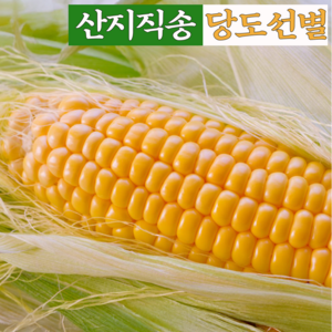 [깜짝특가] 재구매율98% 19bix 생 초당옥수수, 1개, 특가_중품 5개