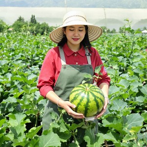 당도선별 수박 고당도 정품 하우스수박, 1박스, 7-8kg (정품)