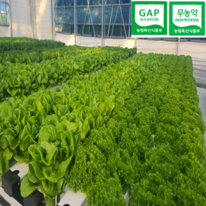 [도하팜] 유러피안 채소수경재배 무농약 GAP 유럽샐러드 믹스 유럽상추 모듬채소 버터헤드 프릴아이스 카이피라등, 1개, 1kg