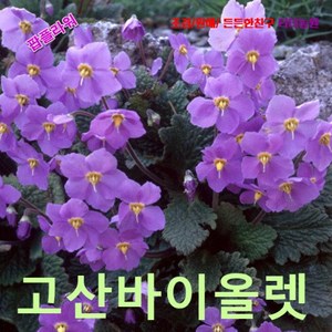 팝플라워 고산바이올렛 (Ramonda myconii) 씨앗 25립, 1개