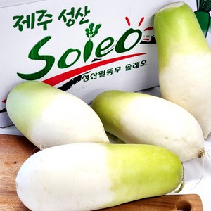 달큰한 제주 세척 월동무 겨울무 2kg 4kg 8kg 김장무 동치미무, 1개, 월동무_4kg (4~5입)