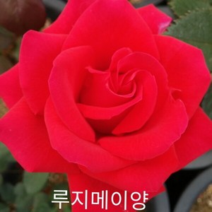 사계장미 (정원) 루지메이양 (빨강색) 포트(분) 키60cm 1주(개), 본상품선택, 1개