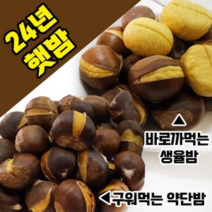 24년 명품 햇 생율(손쉽게 까먹는밤), 1개