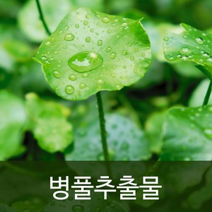 천연사랑 병풀추출물, 50ml, 1개